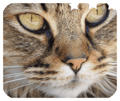 开云手机在线登录